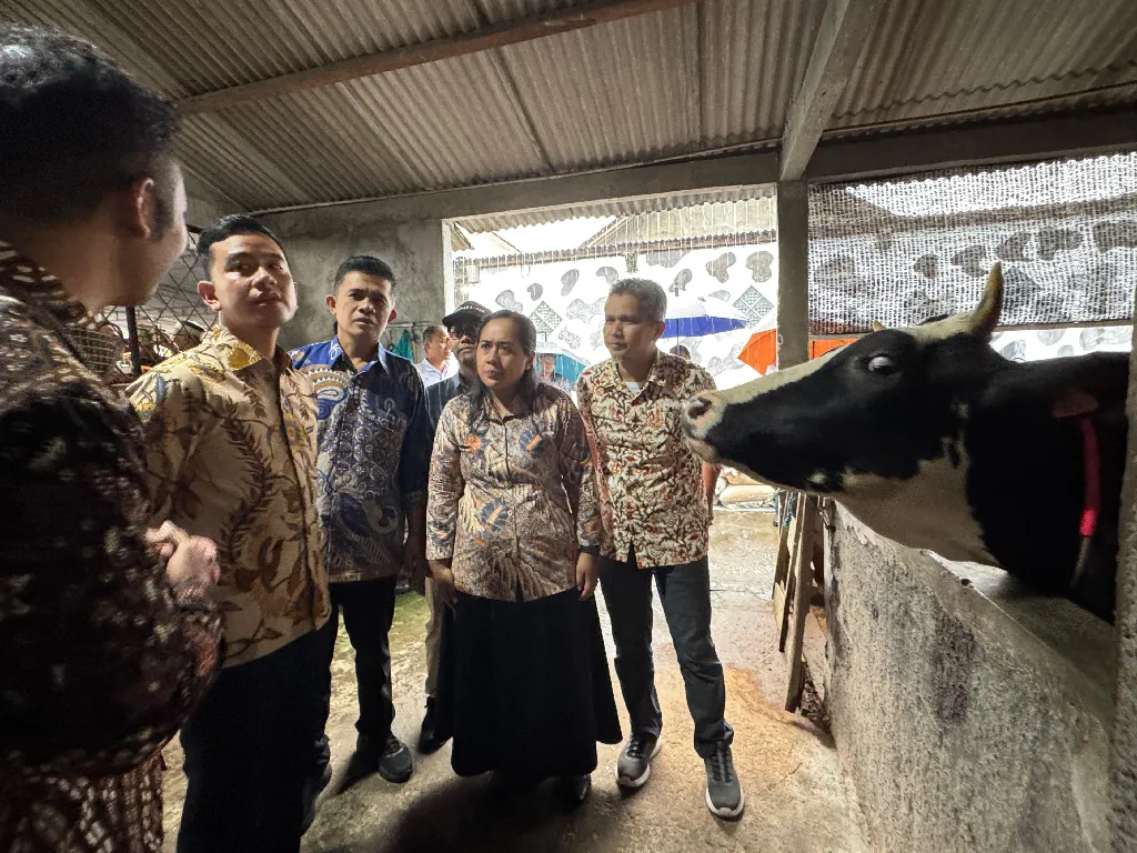 Tinjau Peternakan Sapi di Boyolali