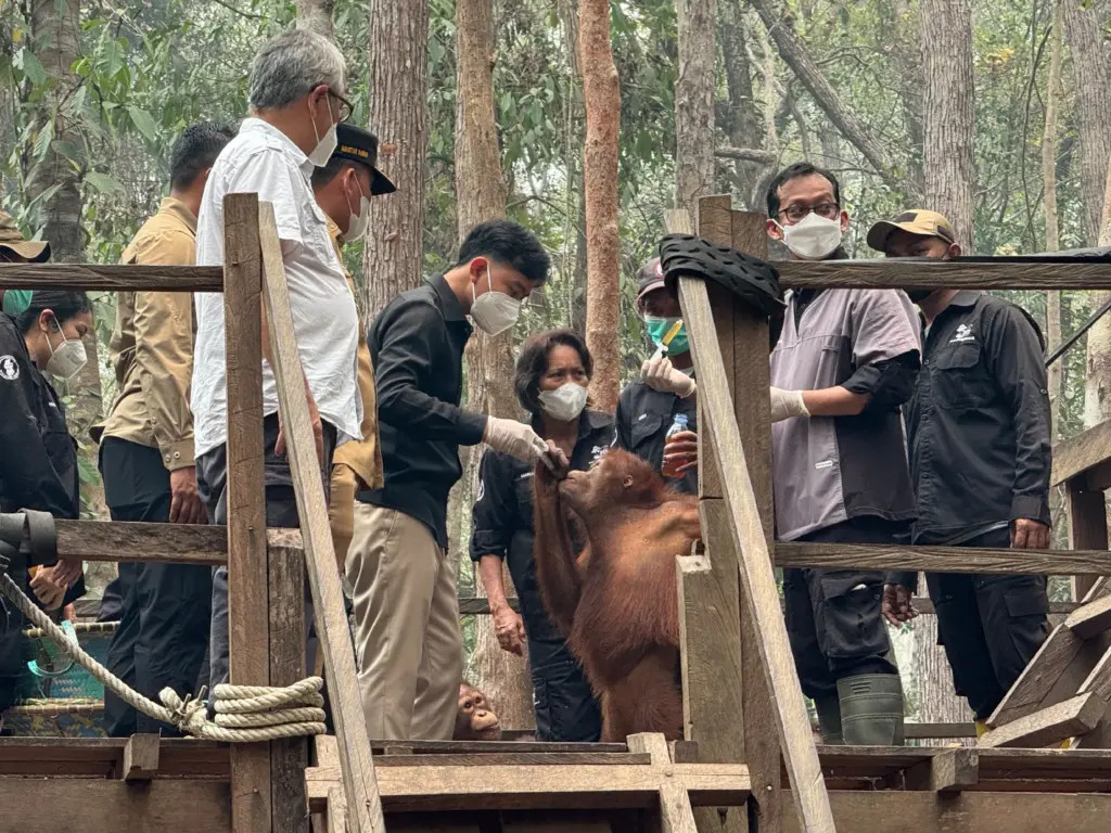 Wapres Kunjungi Pusat Rehabilitasi Orangutan di Kalteng, Pastikan Pemulihan Satwa dan Habitatnya dari Dampak Karhutla